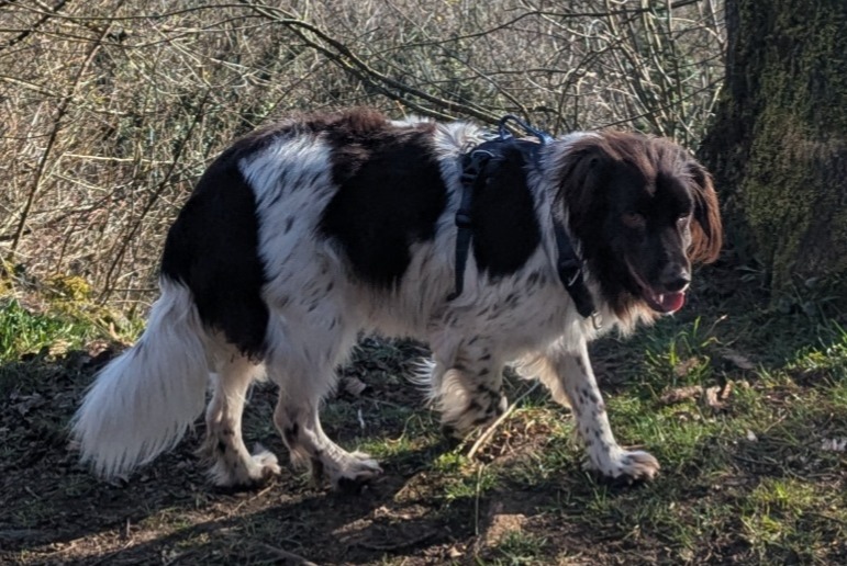 Vermisstmeldung Hund  Männliche , 2 jahre Chavigny Frankreich