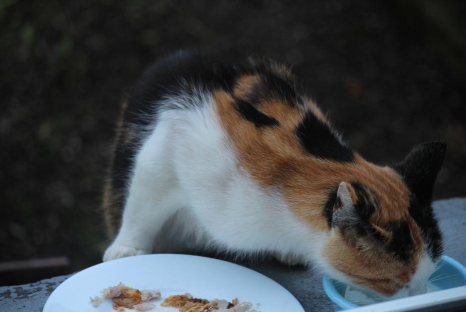 Alerta de Hallazgo Gato Desconocido , 3 años Creutzwald Francia