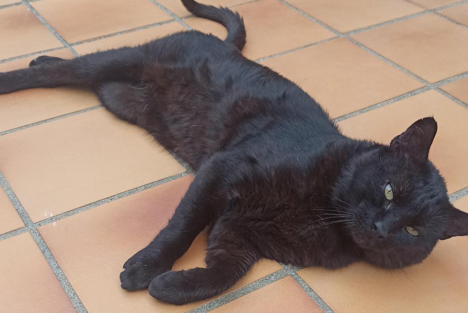 Alerta de Hallazgo Gato  Macho Cabestany Francia