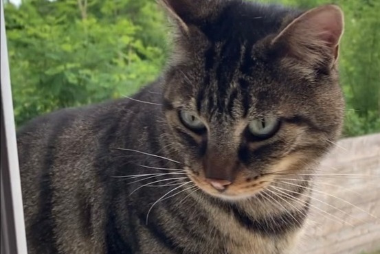 Alerte Disparition Chat  Mâle , 4 ans Châteauneuf-sur-Loire France