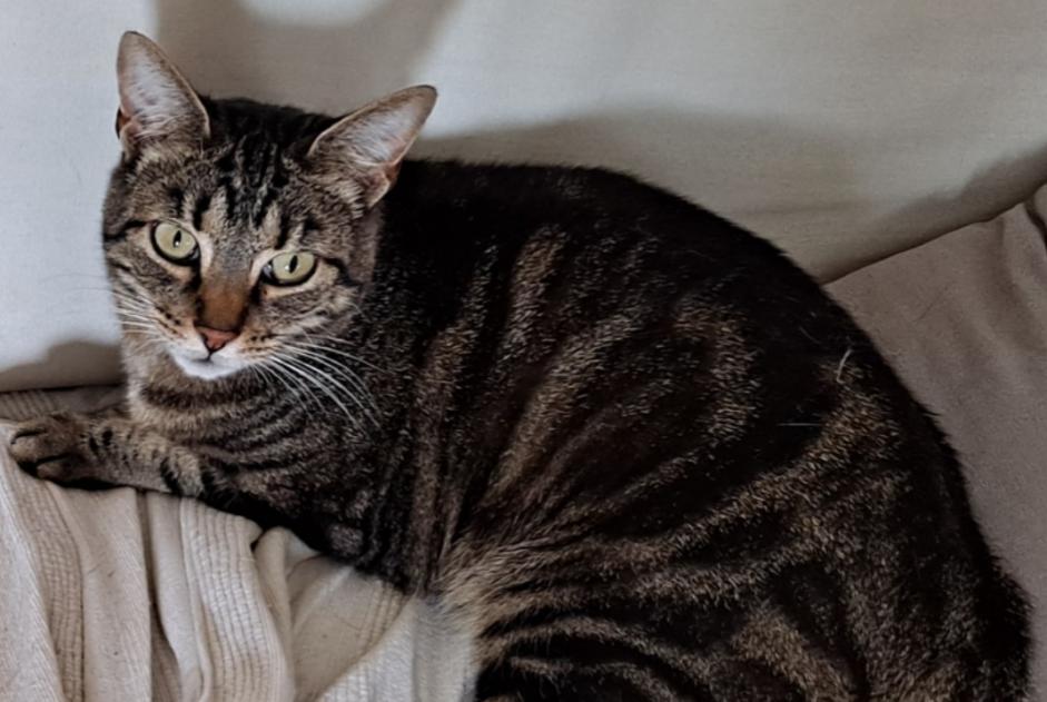 Alerte Disparition Chat  Femelle , 6 ans Richardménil France