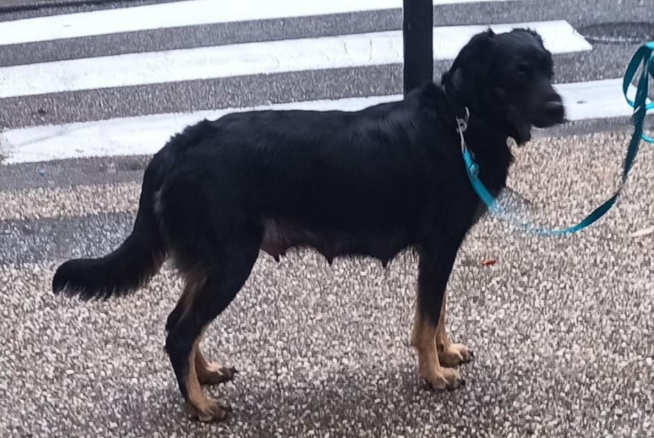 Avviso scomparsa Cane incrocio di razze Femmina , 2 anni Nîmes Francia