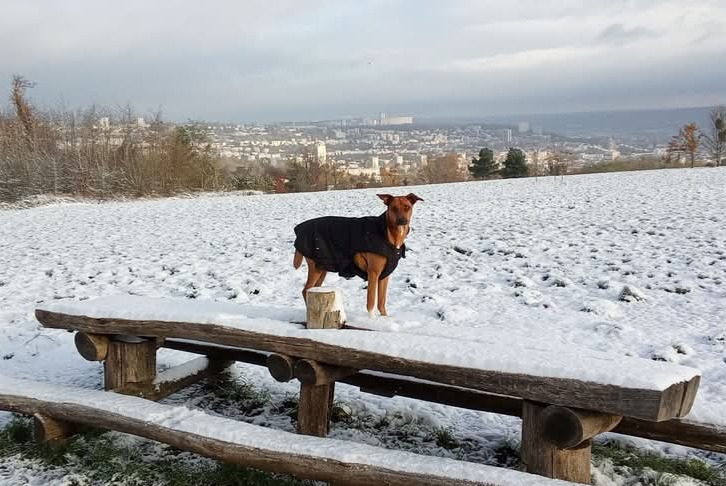 Avviso scomparsa Cane incrocio di razze Femmina , 2 anni Houdemont Francia