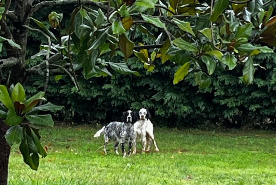 Verdwijningsalarm Hond  Mannetje , 1 jaar Baliracq-Maumusson Frankrijk