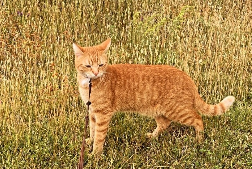 Alerta desaparecimento Gato Macho , 3 anos Billère France